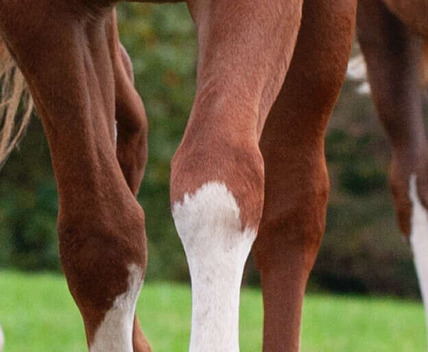 hoeveler impression pferdefutter einsatzbereich 1